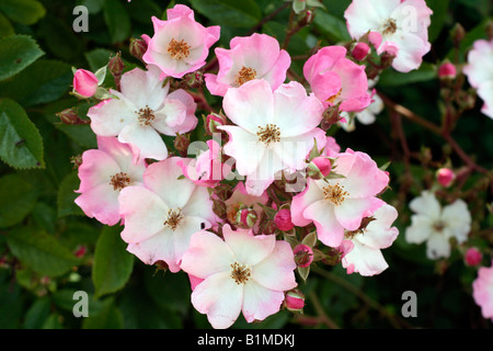 ROSA BALLERINA AGM HYBRID MUSK POLYANTHA Foto Stock