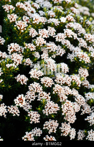 OZOTHAMNUS LEDIFOLIUS AGM Foto Stock