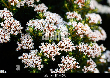 OZOTHAMNUS LEDIFOLIUS AGM Foto Stock