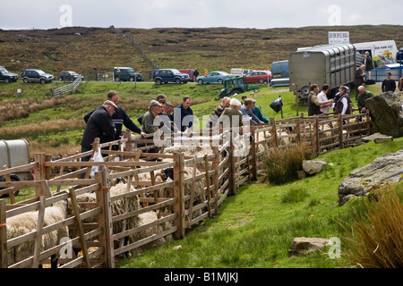 Tan Hill annuale Swaledale Spettacolo delle Pecore North Yorkshire tenutasi giovedì scorso a maggio Foto Stock