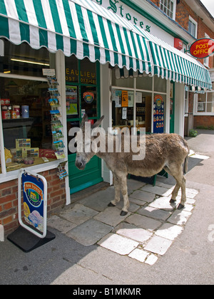 Asino in piedi al di fuori del negozio del villaggio in Beaulieu nuova foresta Hamphire REGNO UNITO Foto Stock