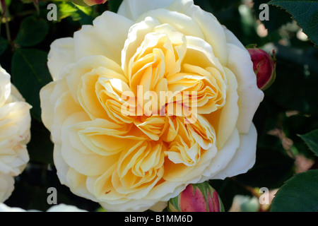 ROSA TEASING GEORGIA SYN AUSBAKER DAVID AUSTIN nuova rosa inglese Foto Stock