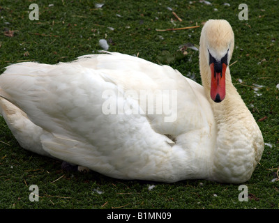 Un cigno rilassante,che mostra eccellente piumaggio al swannery,abbotsbury,dorset, Regno Unito. Foto Stock