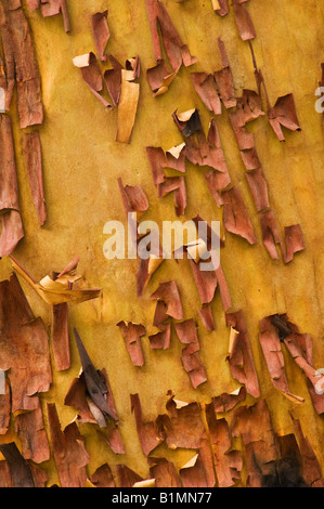 Struttura Madrone Arbutus menziesii tronco e corteccia Foto Stock
