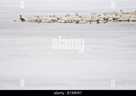 Cigni, anatre e oche a minore di Klamath National Wildlife Refuge, California. Foto Stock