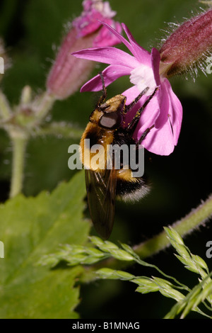 Bumble Bee pennacchio hoverfly clacson Volucella bombylans Syrphidae su red campion REGNO UNITO Foto Stock