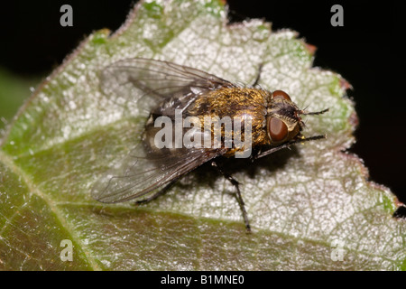 Cluster fly Pollenia rudis Calliphoridae governare la sua testa REGNO UNITO Foto Stock