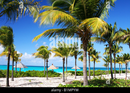 Palme spiaggia di Grace Bay Foto Stock