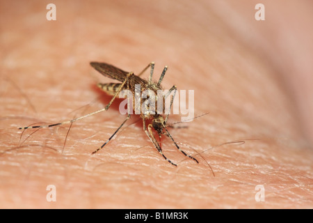 Close up di una femmina di zanzara Culiseta Annulata il prelievo di sangue da una vittima umana Foto Stock