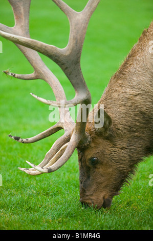 Un toro (maschio) alci pascolare in un prato erboso. Foto Stock