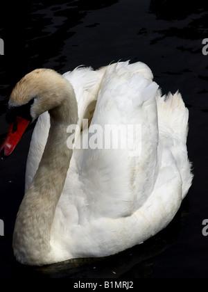 Un magnifcent,majestic swan sull'acqua e che mostra eccellente piumaggio al swannery,abbotsbury,dorset, Regno Unito. Foto Stock