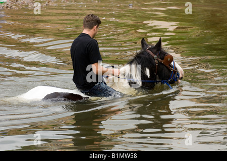 I cavalli di lavaggio nel fiume Eden all'antica Appleby Horse Fair tenuti ogni mese di giugno Foto Stock