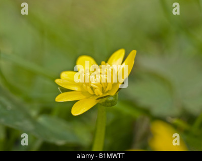 Lesser Celandine Ranunculus ficaria (Ranunculaceae) Foto Stock