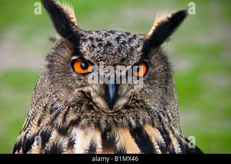 Testa di un gufo reale , nome latino Bubo bubo Foto Stock