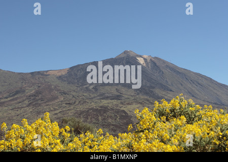 Il monte Teide sorge dietro un giallo brillante Gorse bush nel giugno Las Canadas del Parco Nazionale del Teide Tenerife Isole Canarie Foto Stock