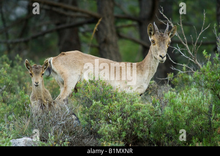 Due spagnoli di stambecco (Capra pyrenaica pyrenaica) Foto Stock