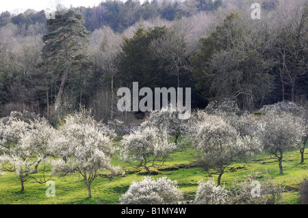 Damson frutteti in fiore nella valle Lyth nel Lake District inglese. Foto Stock