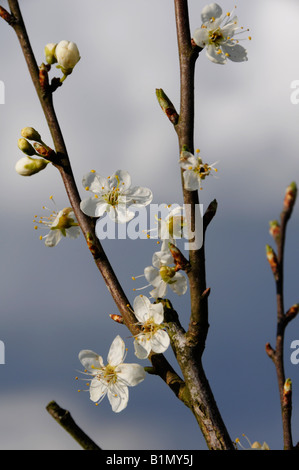 Damson blossom nel Lyth Valley nel Lake District inglese. Foto Stock