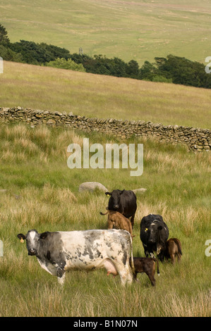 La carne biologica bovini sulla collina agriturismo vicino a Shap Cumbria Foto Stock