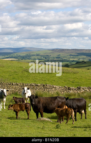 La carne biologica bovini sulla collina agriturismo vicino a Shap Cumbria Foto Stock