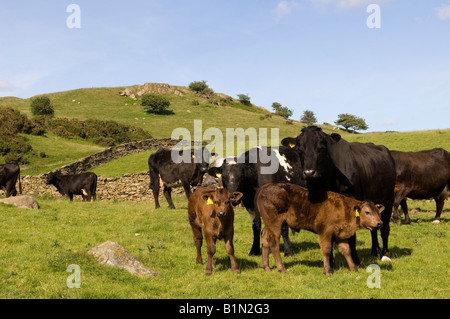 La carne biologica bovini sulla collina agriturismo vicino a Shap Cumbria Foto Stock