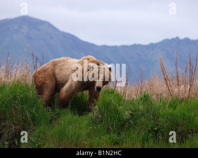 Kodiak Orso grizzly pattuglie la banca di fiume cerca di pesce. Foto Stock