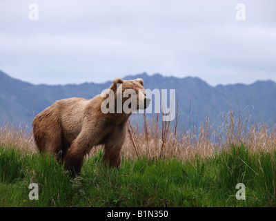 Kodiak Orso grizzly pattuglie la banca di fiume cerca di pesce. Foto Stock