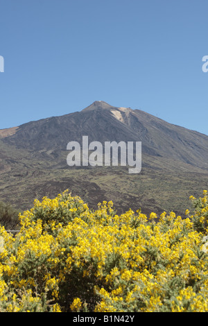 Il monte Teide sorge dietro un giallo brillante Gorse bush nel giugno Las Canadas del Parco Nazionale del Teide Tenerife Isole Canarie Foto Stock