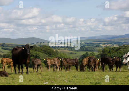 La carne biologica bovini sulla collina agriturismo vicino a Shap Cumbria Foto Stock