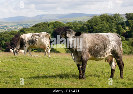 La carne biologica bovini sulla collina agriturismo vicino a Shap Cumbria Foto Stock