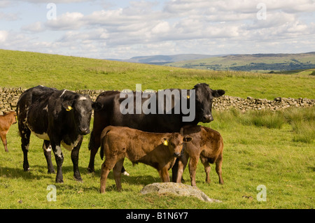 La carne biologica bovini sulla collina agriturismo vicino a Shap Cumbria Foto Stock