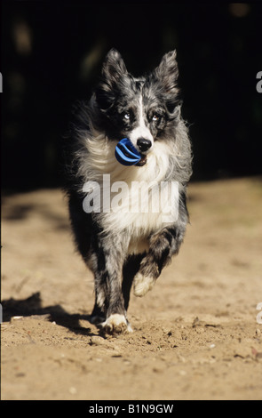 Pastore australiano (Canis lupus familiaris), maschio con un giocattolo in suo muso in esecuzione su sabbia Foto Stock
