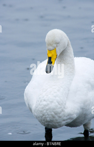 Whooper swan addormentato sotto la pioggia a Martin semplice Foto Stock