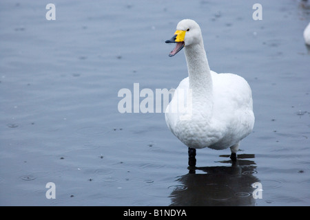 Whooper Swan chiamando sotto la pioggia Foto Stock