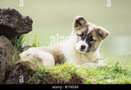 Cane islandese, islandese Sheepdog (Canis lupus familiaris), cucciolo di erba Foto Stock