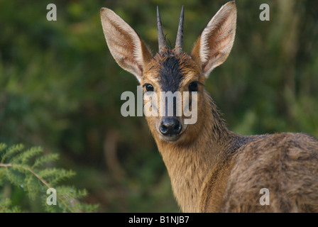 Cefalofo di Bush Foto Stock