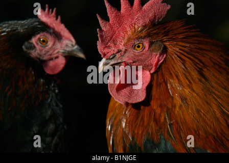 La Rhode Island red galletto e gallina Foto Stock