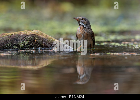 Common Whitethroat Sylvia communis a Stagno di balneazione con la riflessione in acqua Potton Bedfordshire Foto Stock