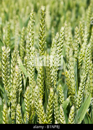 Giovani di grano immaturo close up REGNO UNITO Foto Stock