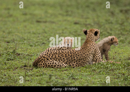 Cheetah con i cuccioli a Ndutu, nel Ngorongoro Conservation Area della Tanzania Africa orientale Foto Stock