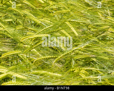 Giovani acerbi raccolto di orzo close up REGNO UNITO Foto Stock