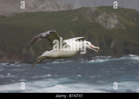 Un maschio di vagabondaggio albatross (Diomedia exulans) in volo, oltre a Bird Island Georgia del Sud, l'Antartide. Foto Stock