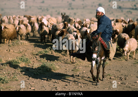 Un pastore con il suo gregge, Siria Foto Stock