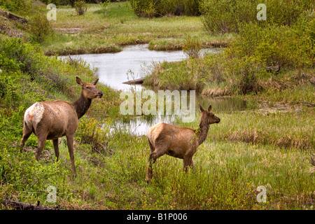 Elk, Cervus canadensis Foto Stock