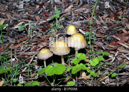 Tuorlo d'uovo Fieldcap-Bolbitius vitellinus-famiglia Bolbitiaceae Foto Stock