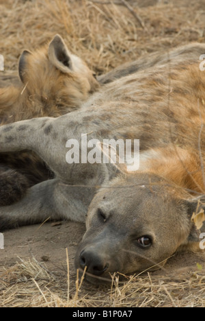 Il lattante iena cub Foto Stock