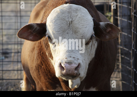 Hereford steer, STATI UNITI D'AMERICA Foto Stock