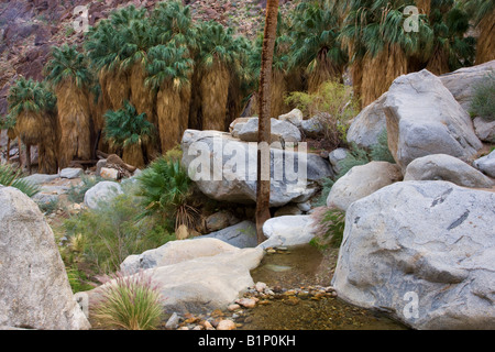 Acqua in corrispondenza del primo Palm Oasis Borrego Palm Canyon Anza Borrego Desert State Park California Foto Stock