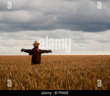 Uno spauracchio in un campo di grano con un cielo nuvoloso scuro Foto Stock