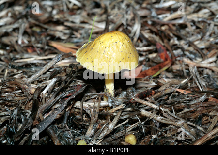 Tuorlo d'uovo Fieldcap-Bolbitius vitellinus-famiglia Bolbitiaceae Foto Stock